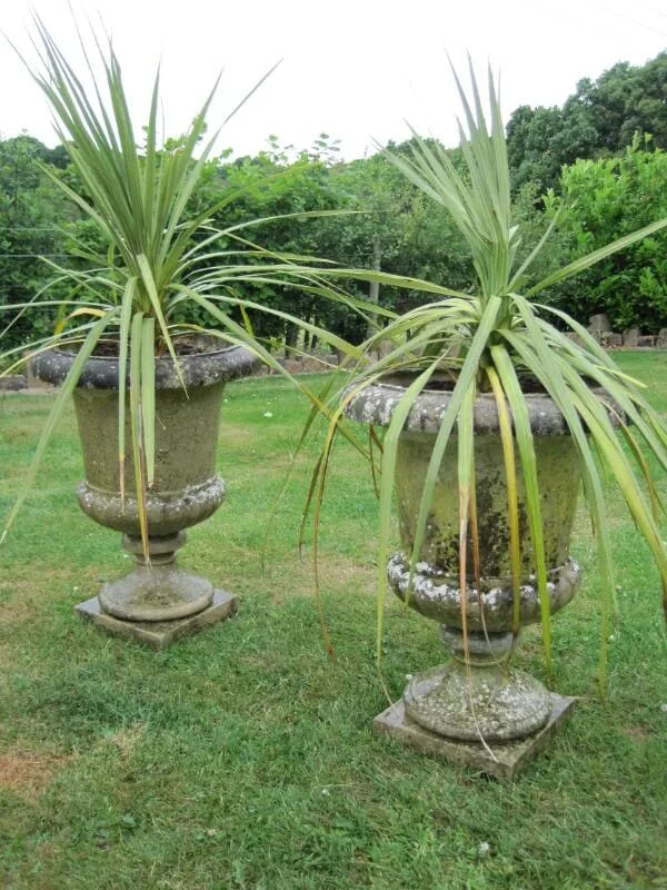 A Pair of Decorative Garden Urns with plants - 4828
