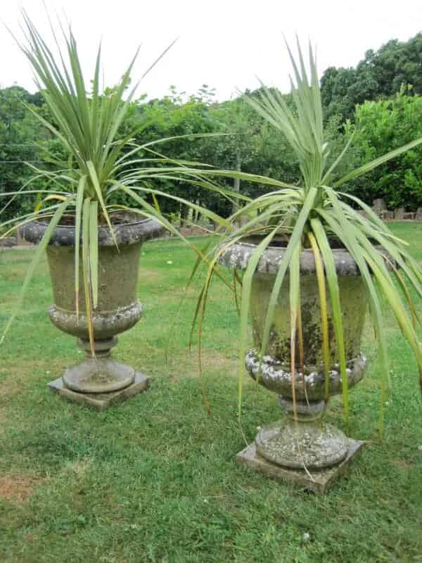 A Pair of Decorative Garden Urns with plants