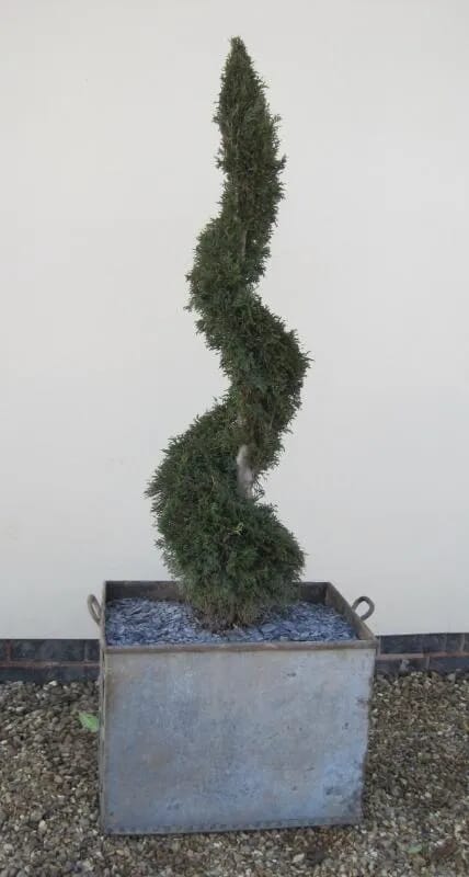 Antique Planter with Spiral Ilex Aquifolium - 5252