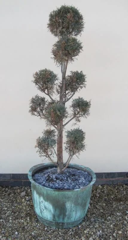 An Antique Copper Pot with Plant - 5151