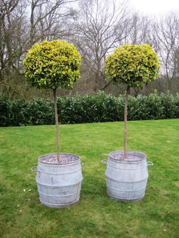 Pair of Vintage Planters with Eunymus Japonicus Aurea - 5467