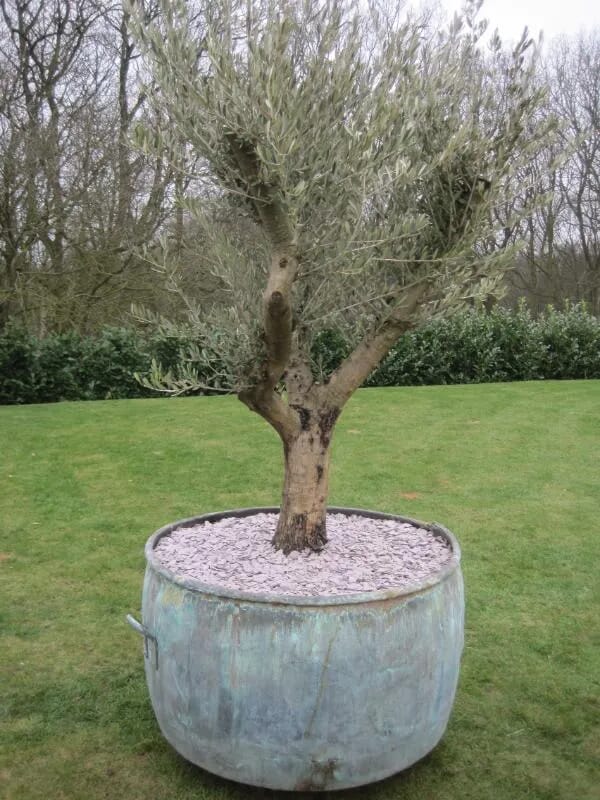 Antique Copper Planter with Olive Plant (Olea europaea) - 5279