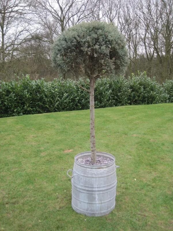 Antique Planter with Cupressus Arizonica Fastigiata - 5466