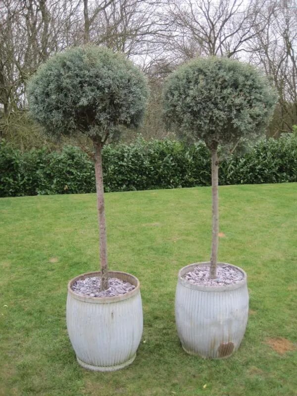Pair of Antique Planters with Cupressus Arizonica Fastigiata - 5477