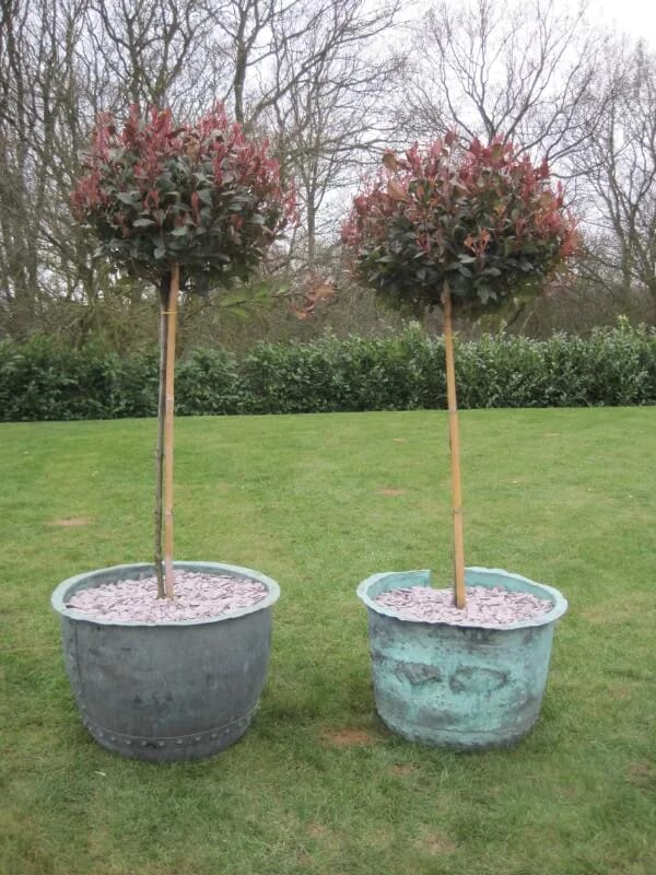 Pair of Antique Planters with Photinia Little Red Robin - 5424