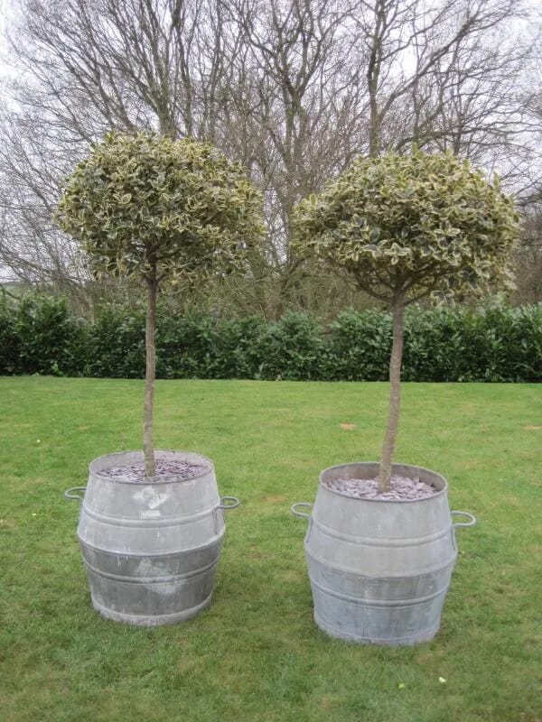 Pair of Antique Planters with Ilex Aquifolium Variegato - 5471