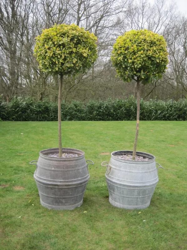 Pair of Antique Planters with Eunymus Japonicus Aurea - 5473