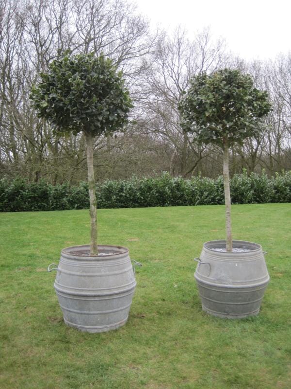 Pair of Antique Planters with half standard Holly - 5508