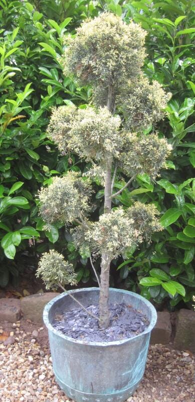 An Antique Copper Pot with Cupressus Aurea - 5190