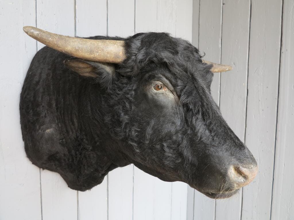 Antique Black Bulls Head - 6813