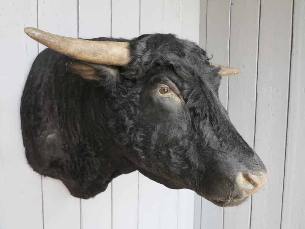 Primary Image - Antique Black Bulls Head