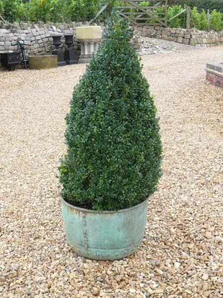 Original Garden Victorian Copper with Buxus Topiary - 3576
