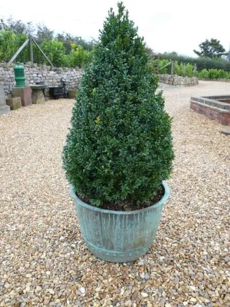 Original Victorian Copper with Buxus Topiary - 3580